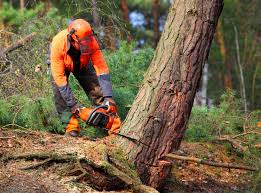 Professional  Tree Services in Altamonte Springs, FL