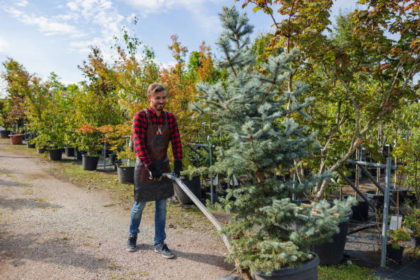 How Our Tree Care Process Works  in  Altamonte Springs, FL